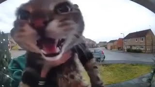 cat meows on camera