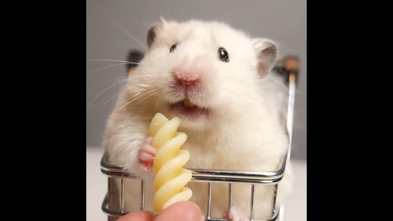 смешной хомяк #hamster - YouTube