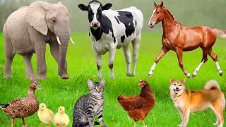 Download lagu Farm Animal Moments: Chicken, Elephant, Duck, Cat, Cow, Sheep, Dog, Goat, Rhinoceros - Cute Animals
