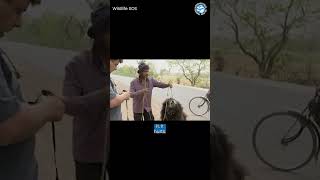 The Truth Behind The Dancing Bear Trade