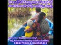 One Round in a Amazing Mangrove Forest by Kayaking and Boat Journey in Parampalli Backwater