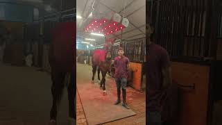 Horse Solarium
