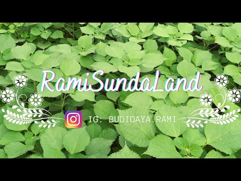 Informasi Umum dan Pengenalan Tanaman Rami (Boehmeria nivea) - YouTube