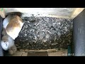 Barn owl box mom in nest box