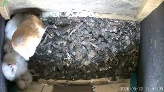 Barn owl box mom in nest box
