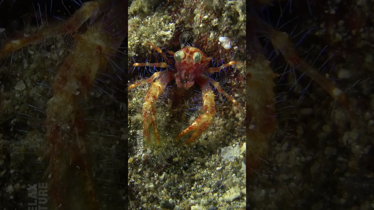 Red Squat Lobster Feeding at Night 🦞🌙