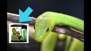 Reptile Room Feeding! (Giveaway)