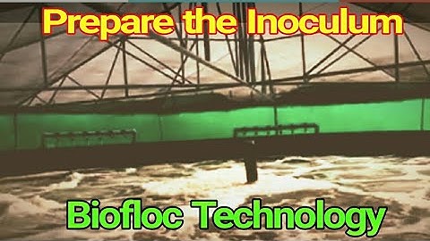 Preparation of Inoculum in Biofloc Technology.|| Simple method for biofloc water preparation.
