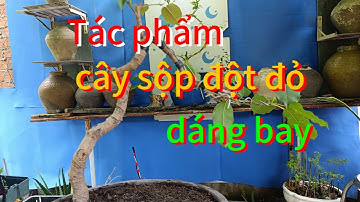 [Tác phẩm] cây sộp đột đỏ dáng bay||châu ngọc vlog &bonsai