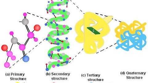 Bioinformatics practical 7 Secondary structure prediction of proteins using SIB