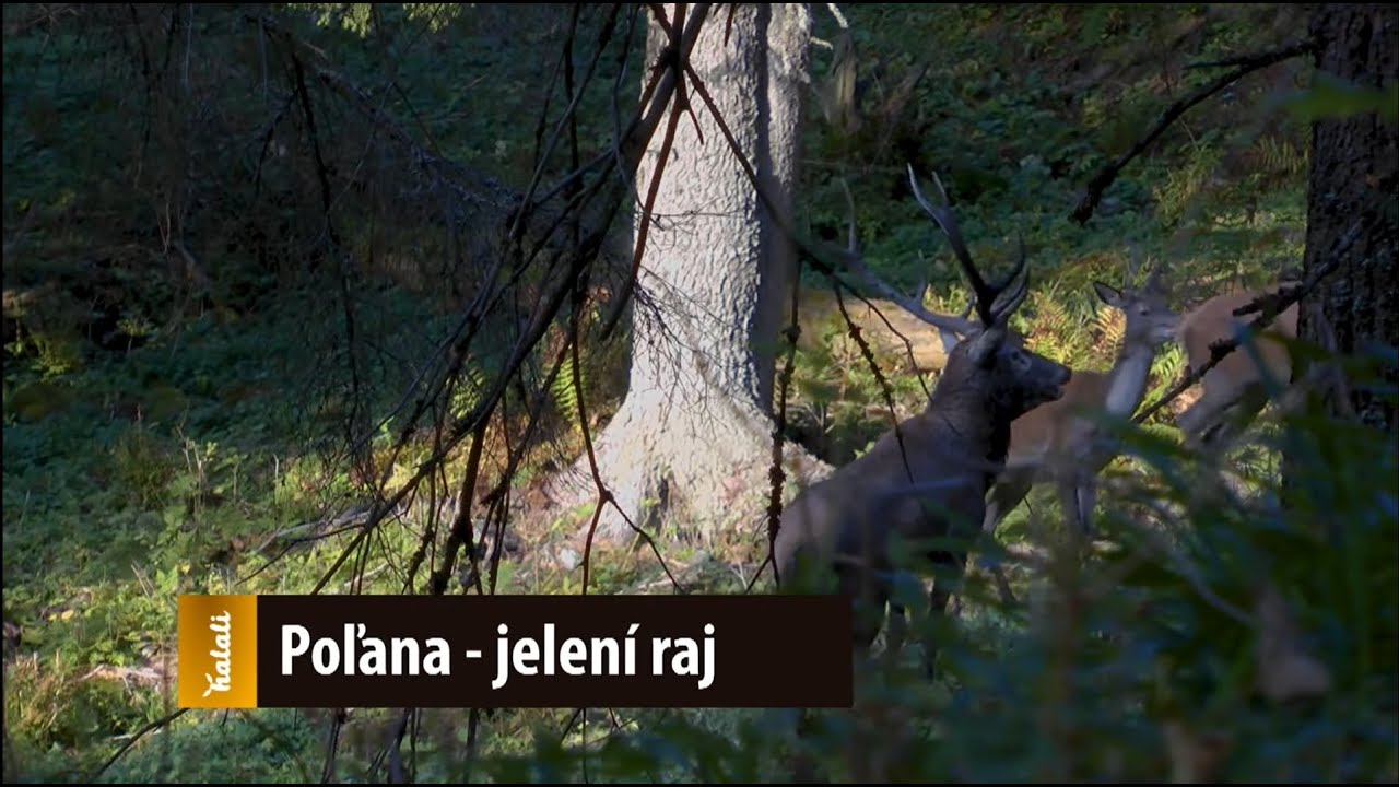 Poľana: jelení raj