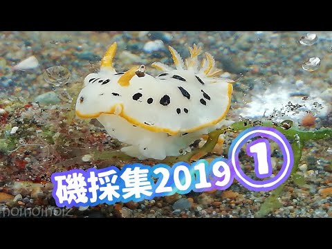 磯にはどんな生き物がいる 岩場潮溜まり波打ち際で採集 Youtube