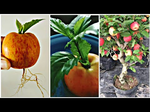 Unique skills how to grow Apple tree from Apple leaves how to make a Apple tree very easily
