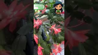Cuidados del Cactus de Navidad para que Florezca Hermoso 🎄✨