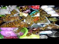 روتين مشتريات اشتريت السوق كله ده موسم مولد النبي وعملتلهم احلى اكل وفرزت كمان