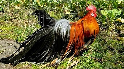 Introducing Him to the Black Hen - Bantam Phoenix Qaib Dib Tw Ntev