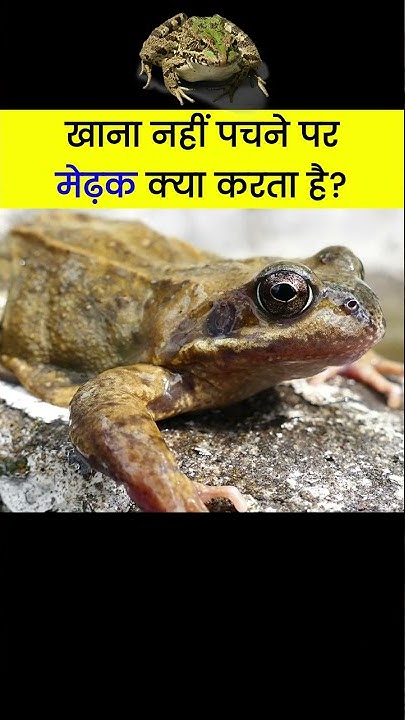 how-do-frog-get-rid-of-undigested-food-hindi-analysis-youtube
