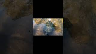 #creekfishing #trout #shorts #driftless #snappingturtle