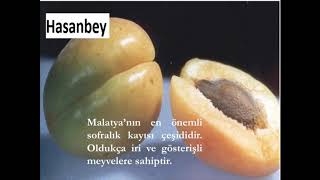 Kayısı Çeşitleri