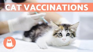 CAT VACCINATIONS  Types and How Often Are They Needed?