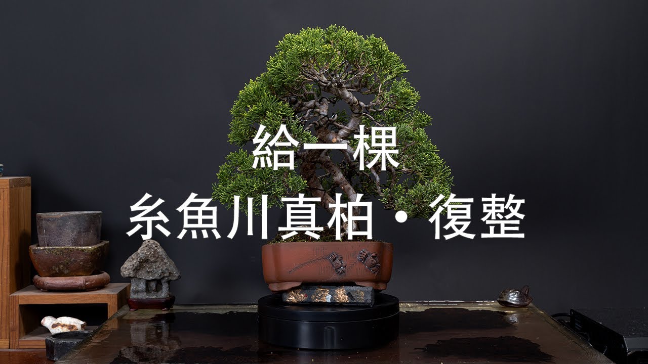 糸魚川真柏　創作盆栽＃02 真柏 盆栽 松 糸魚川真柏 育て方ガイド付 送料無料 無料ラッピング