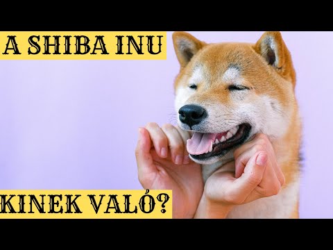 Videó: 7 dolog a kutyádnak szüksége van a kennel köhögésére