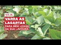 Proteja seu estande de soja das ameaças das lagartas