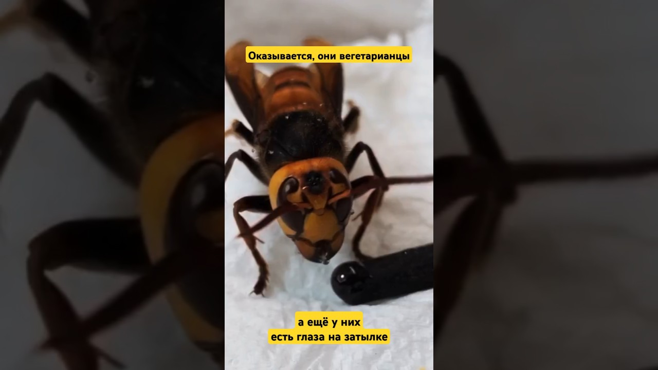 САМЫЙ ОПАСНЫЙ ПИТОМЕЦ В МИРЕ 