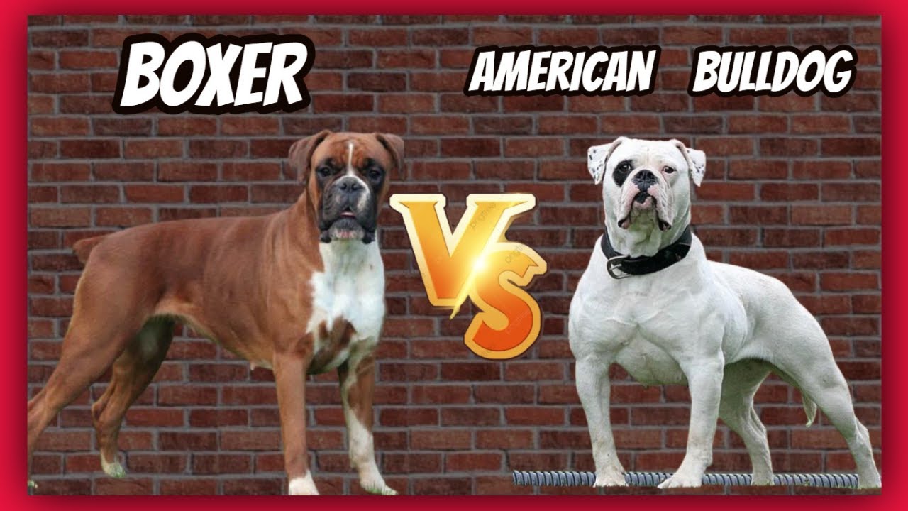 Boxer Vs American Bulldog in the year 2023 The ultimate guide | bulldogs