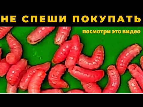 Видео: Не покупайте опарыша  не посмотрев это видео Вы удивитесь как это просто