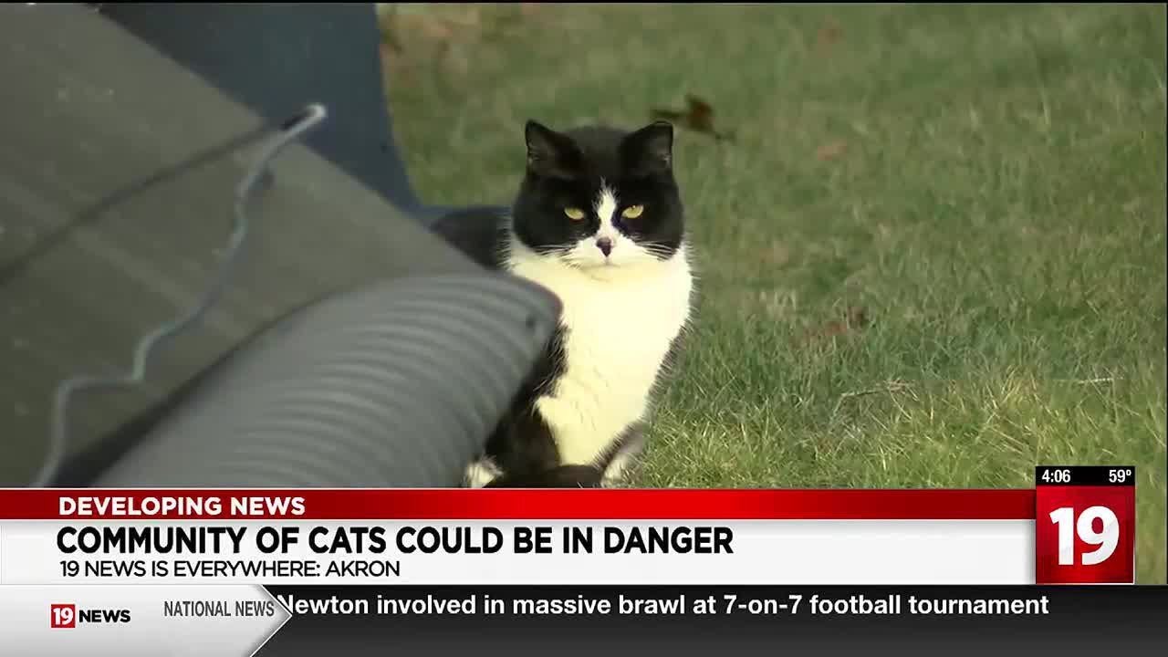 Concern grows for Summit County community of stray cats after suspected bowls of antifreeze left...