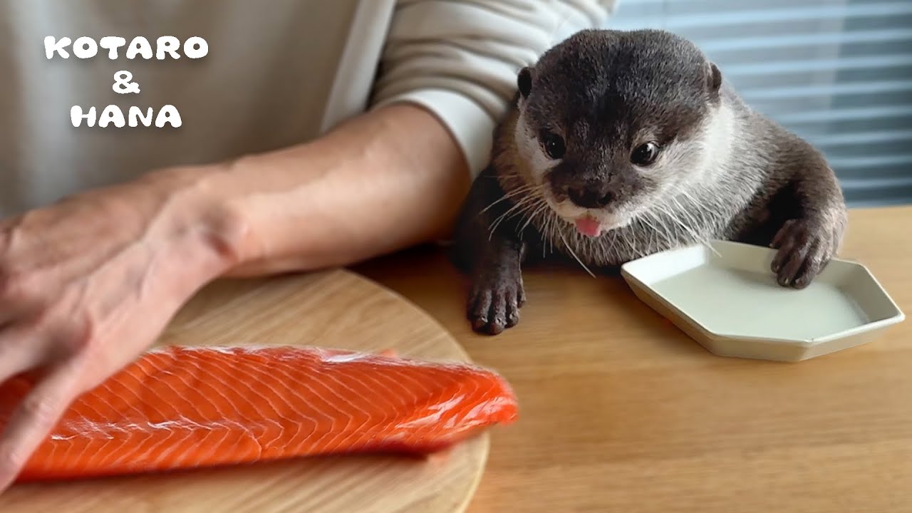 otter and cat at stay at home was interesting! - YouTube