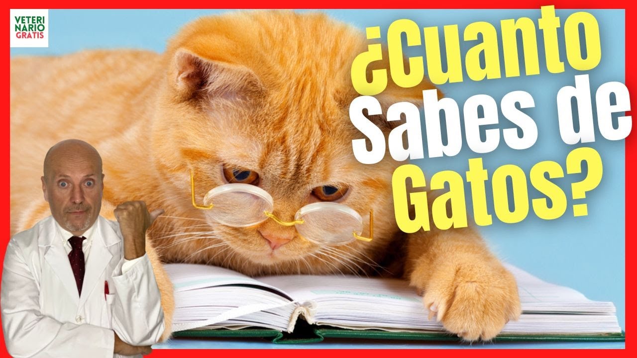 Los gatos cuanto tiempo viven