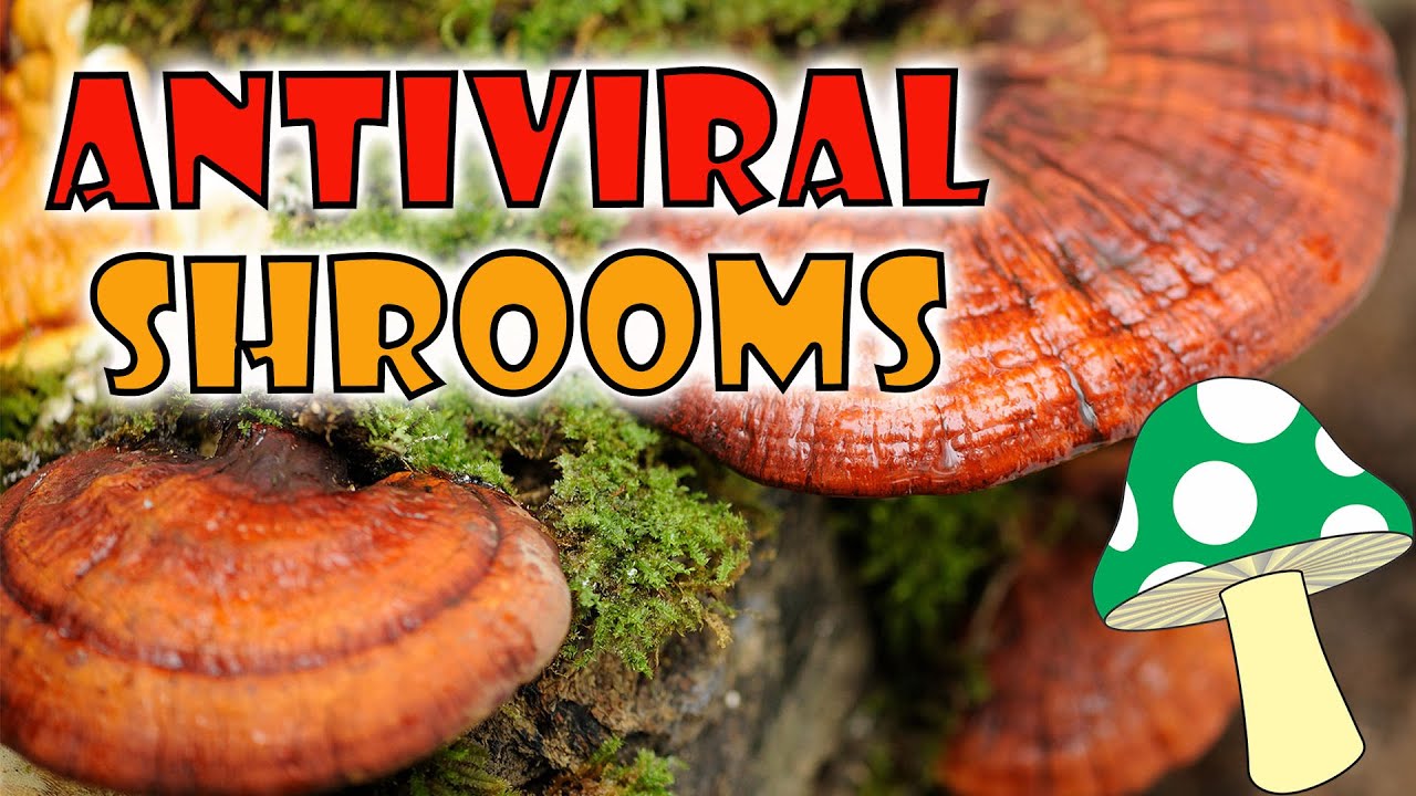 Antiviral Mushrooms 🍄 Traditional Chinese Medicine (TCM) YouTube