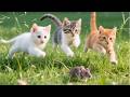 Happy kittens chasing mice in the grassy field - Cat sounds - Cat videos Mp3 Song