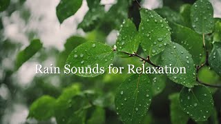 Ambient Sounds for Relaxation | Gentle Rain Sounds and Relaxing Melodies