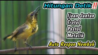 SUARA PENGGACOR SOGON TROTOLAN NDASI PALING JITU‼️SEKALI DENGAR SOGONMU PASTI LANGSUNG NEMBAK