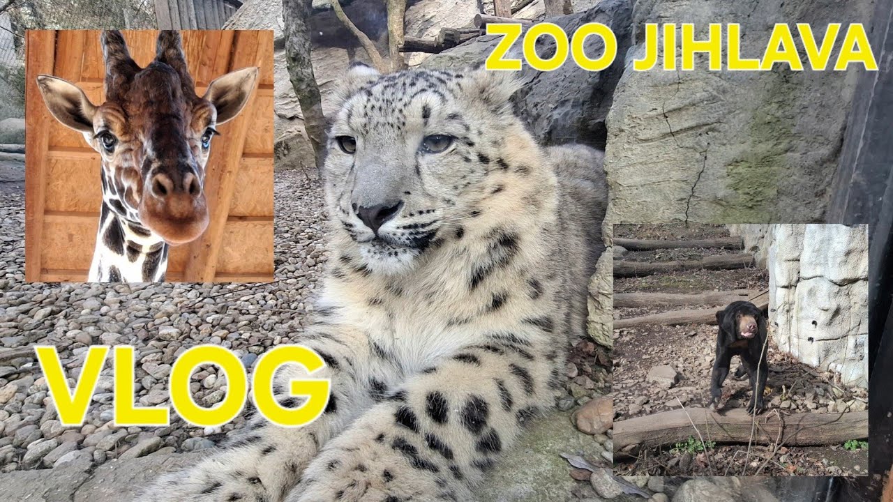ZOO JIHLAVA - Zoo pěti kontinentů - vlog z individuální praxe