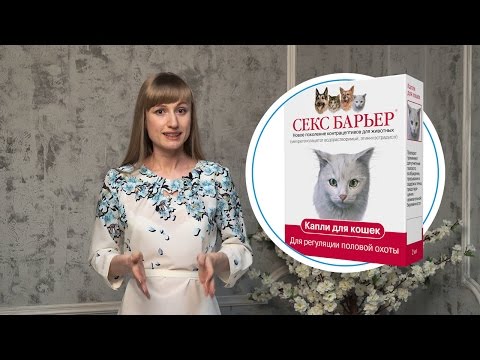КОШКА ПРОСИТ КОТА: 3 мифа о кошачьей любви и решение проблемы