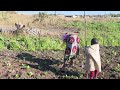 Produção de hortícolas em quintais: A prática ganha espaço na cidade de Lichinga