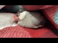 12歳の文鳥あずき　突然体調を崩してご飯を食べられなくなりました　java sparrow