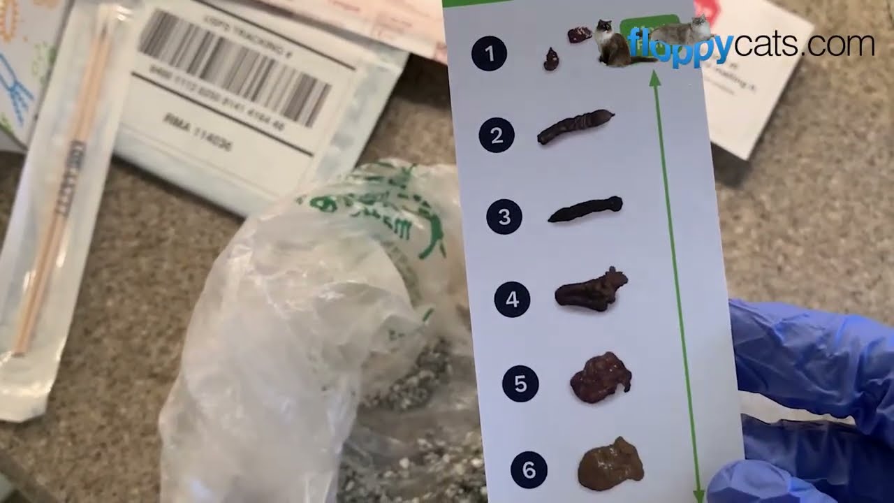 Get the Scoop on Your Cat's Gut Health with the KittyBiome™ Test!