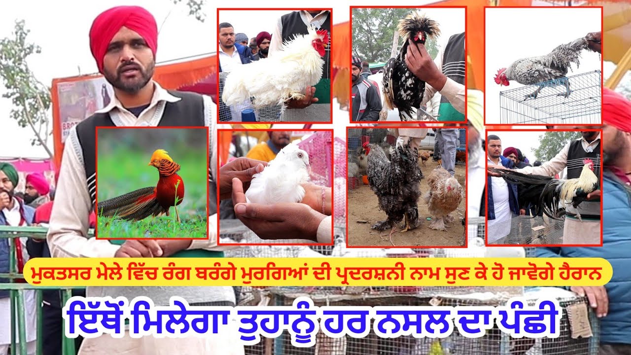 ਮੁਕਤਸਰ ਵਿੱਚ ਰੰਗ ਬਰੰਗੇ ਪੰਛੀ || Fancy Birds || mukatsar maghi Mela  @ILTILANATV
