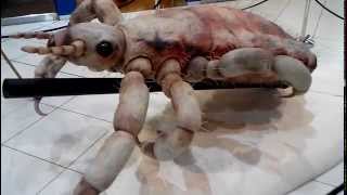 Head louse