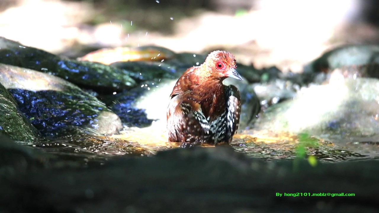 นกอัญชันป่าขาแดง (Red-legged Crake) 