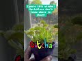 My Venus flytraps are hungry! #carnivorousplants #indoorplants #indoorgardening
