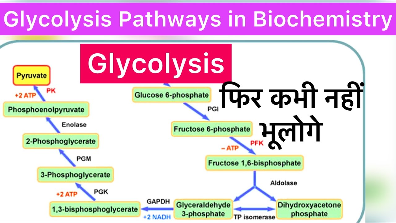 glycolysis-biochemistry-glycolysis-pathway-glycolysis-pathway