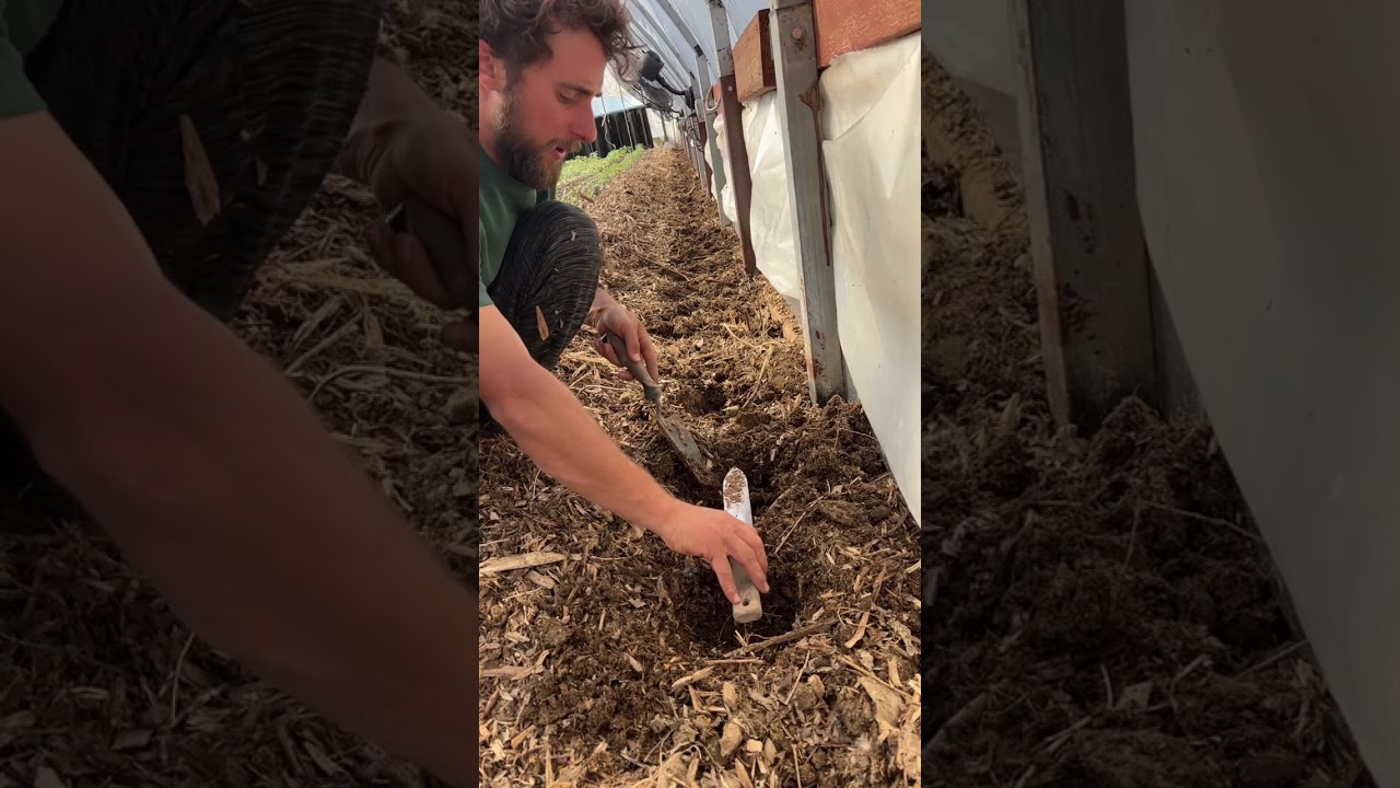 Planting Brassicas: Spring Countdown Day 13