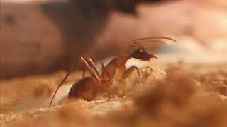 Camponotus fellah/Компанотус феллах. содержание.Рассказ о виде. часть 1