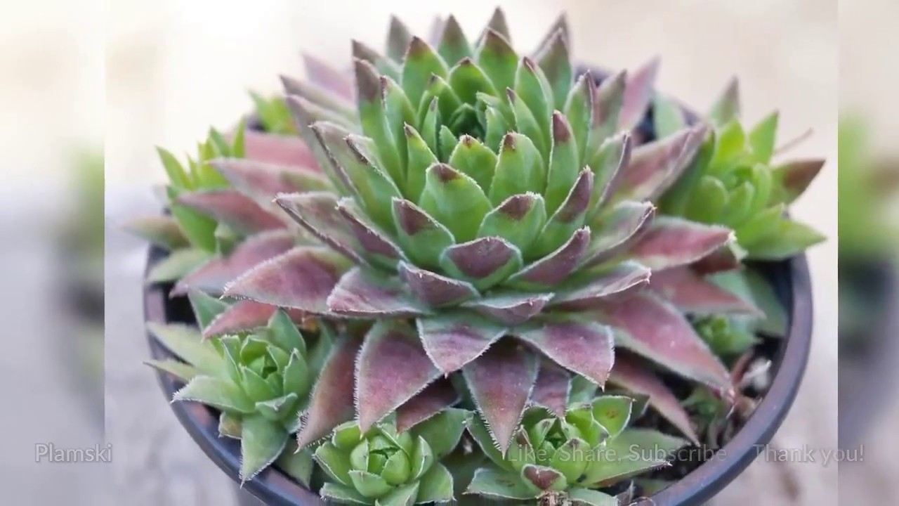 Sedum, Sempervivum, Orostachys Succulents Slideshow Collection #4